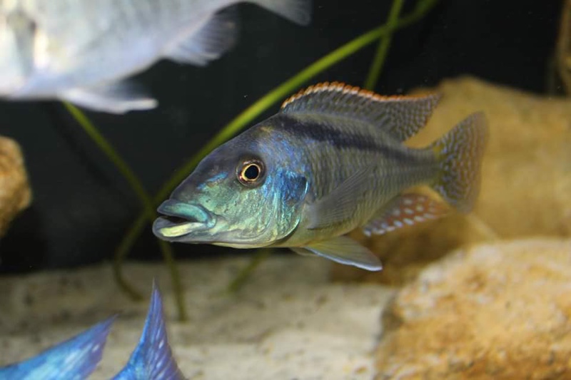 Lichnochromis acuticeps